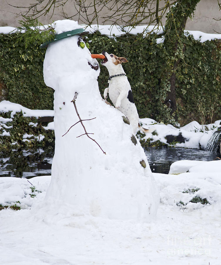 Carrot Photograph - Snowman And Terrier by Brian Bevan