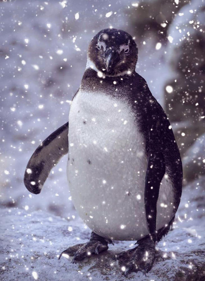 Penguin Photograph - SnowPenguin by Chris Boulton