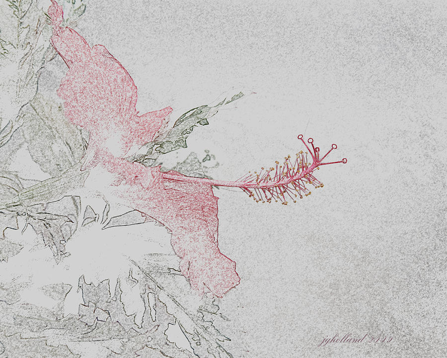 Snowqueen Hibiscus  Digital Art by Joseph G Holland