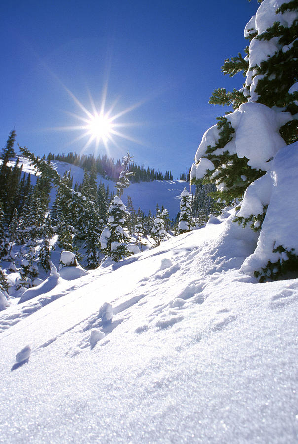 Winter Photograph - Snowscape With Bright Sun by American School
