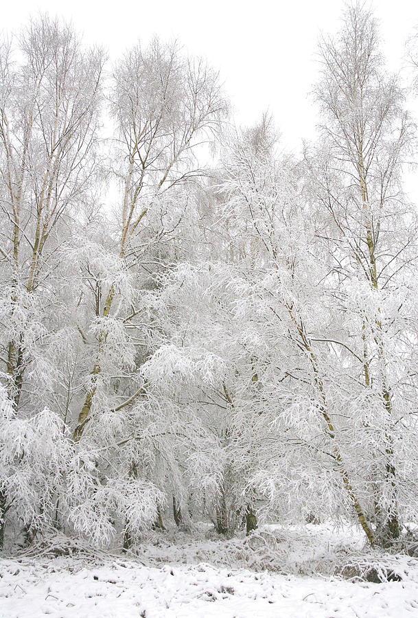 Snowscene Snow Scene Snowfall Countryside Snowy Photograph By David Cole