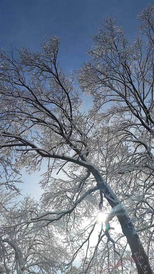 Winter Photograph - Snowshine by Leara Nicole Morris-Clark