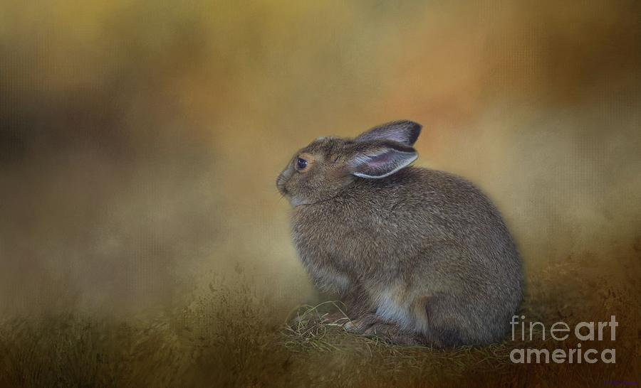 Snowshoe Hare Photograph by Eva Lechner