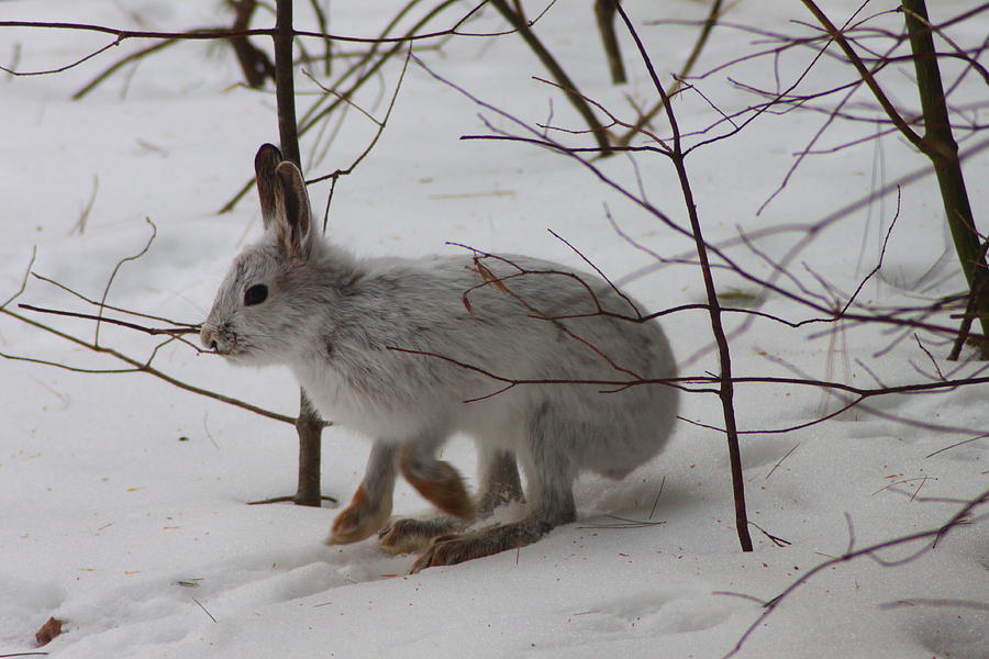 Snowshoe Hare Photograph by John Burk