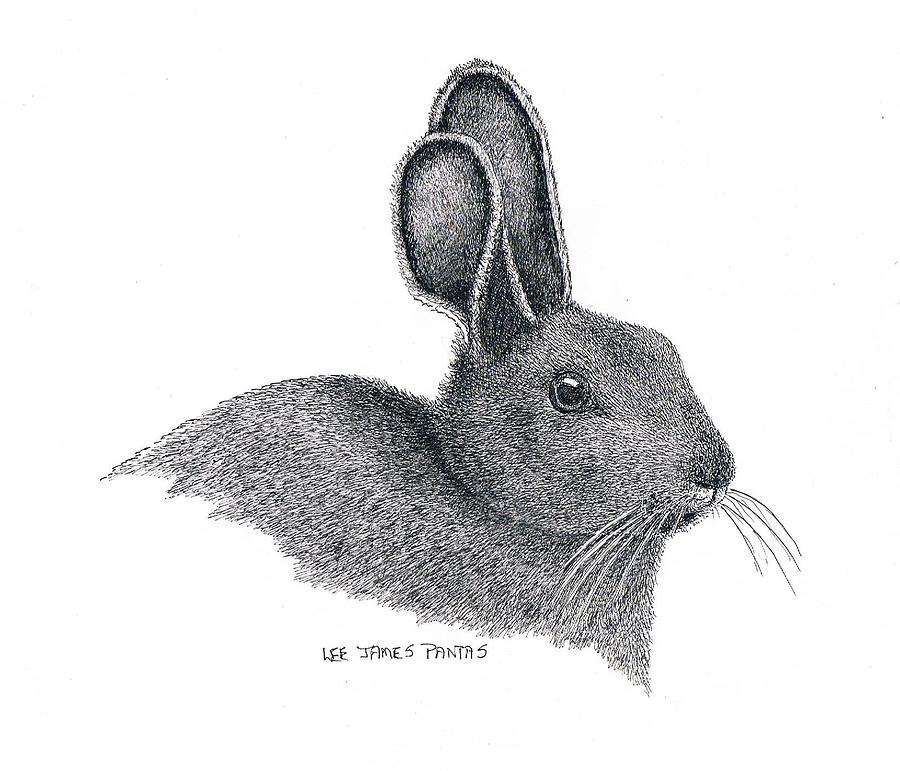 Rabbit Drawing - Snowshoe Hare by Lee Pantas