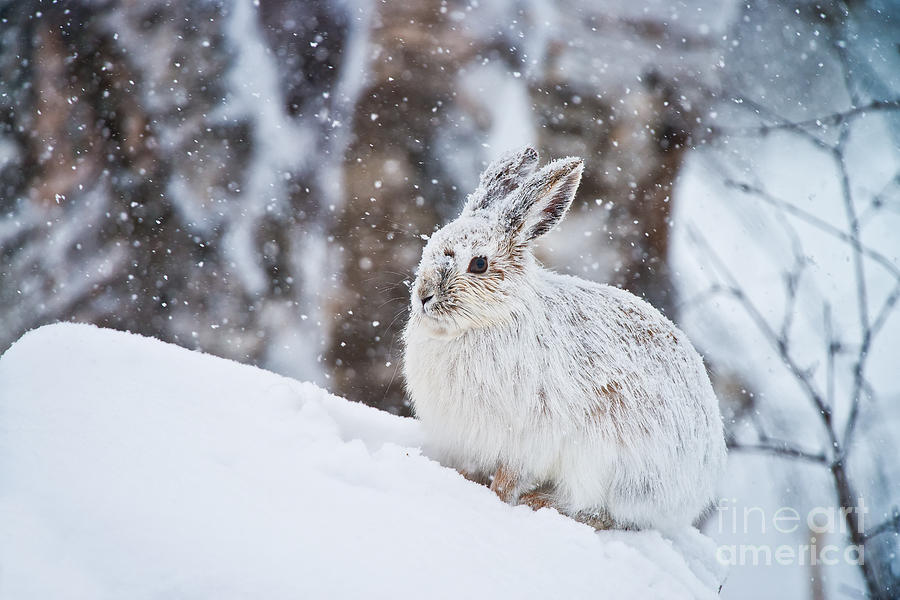 Snowshoe Hare Pictures 138 by World Wildlife Photography Snowshoe Hare Pictures 138 by World Wildlife Photography