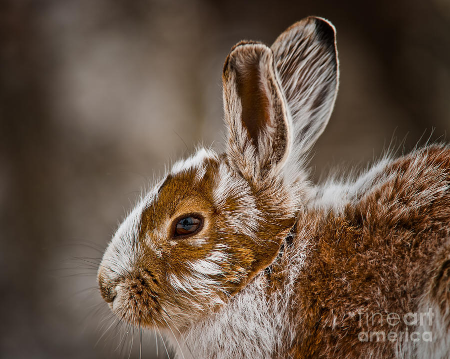 Snowshoe Hare Pictures 142 by World Wildlife Photography Snowshoe Hare Pictures 142 by World Wildlife Photography
