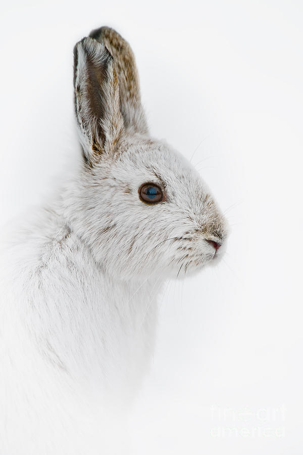 Snowshoe Hare Pictures 146 by World Wildlife Photography Snowshoe Hare Pictures 146 by World Wildlife Photography