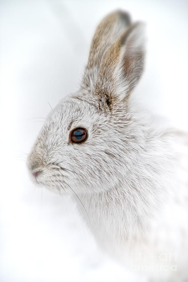 Snowshoe Hare Pictures 147 by World Wildlife Photography Snowshoe Hare Pictures 147 by World Wildlife Photography