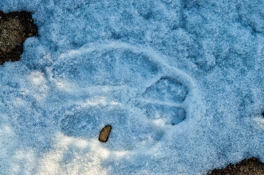 Snowshoe Hare Tracks Photograph by Cathy Mahnke