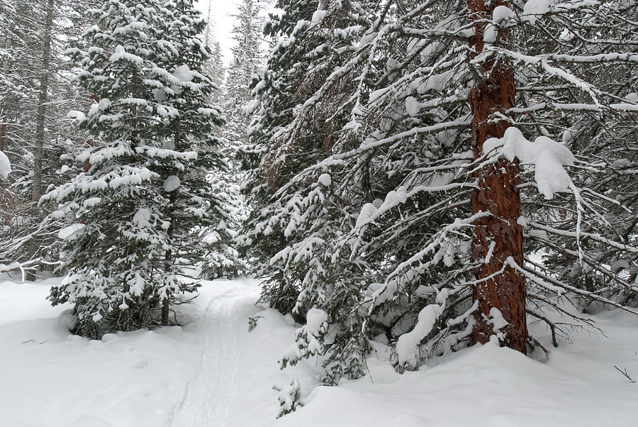 Snowshoeing Through Rocky Mountain National Park Photograph