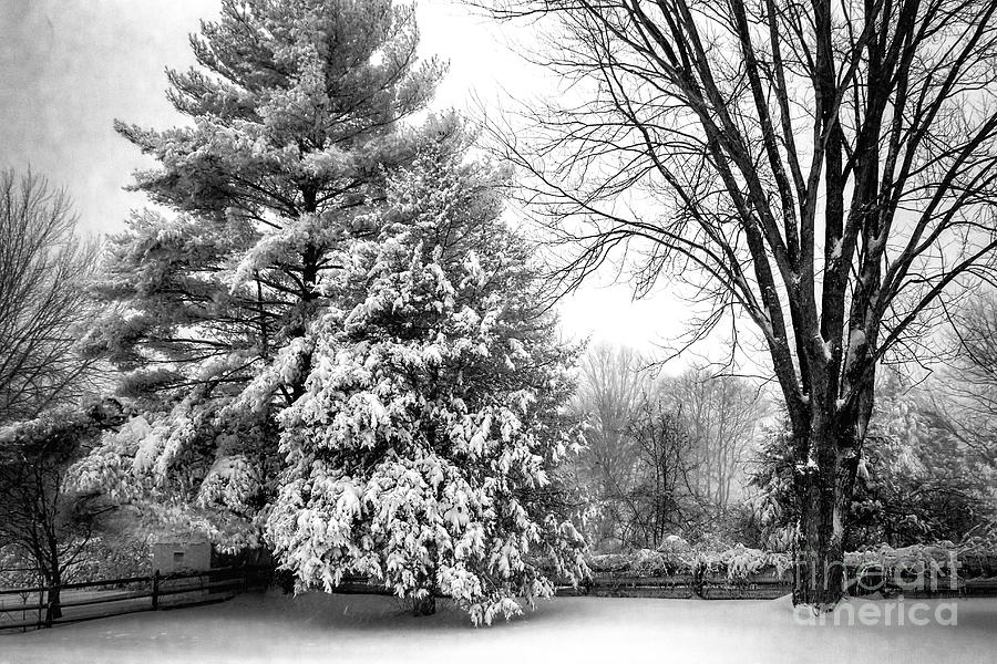Snowstorm Photograph by Izet Kapetanovic
