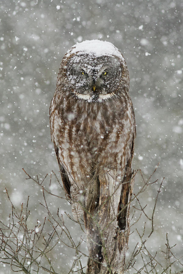 Snowstorm Owl Photograph by Mircea Costina Photography