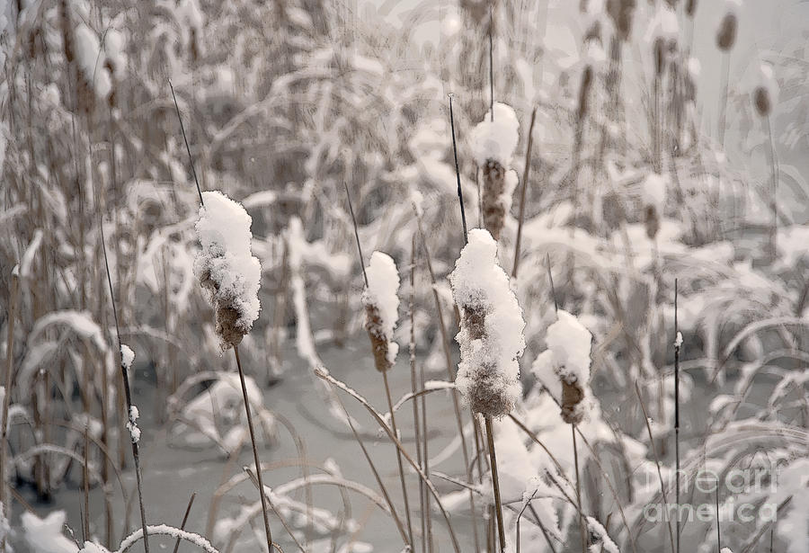 Snowtails Photograph by Fred Lassmann