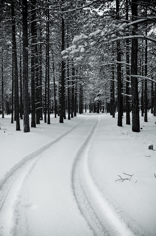 Snowtracks Photograph by Scott Sawyer