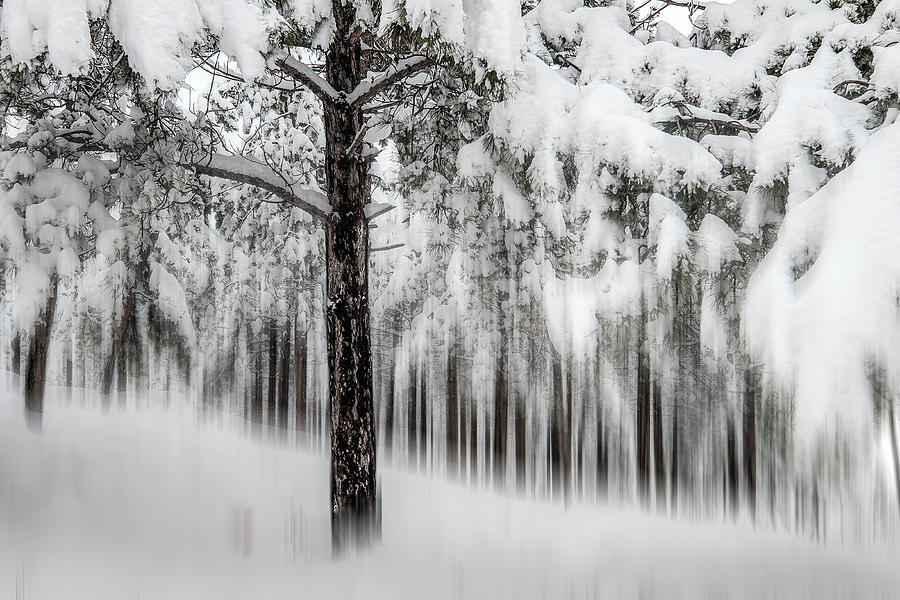 Winter Photograph - Snowy-2 by Okan YILMAZ