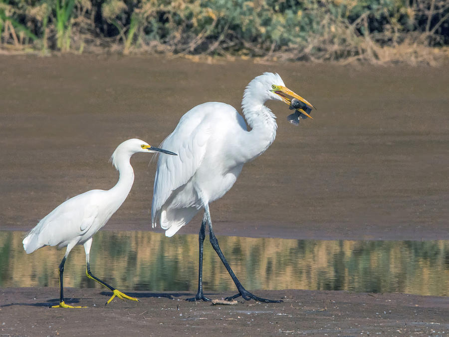 Snowy and Great Egret 9484-120317-1cr Photograph by Tam Ryan