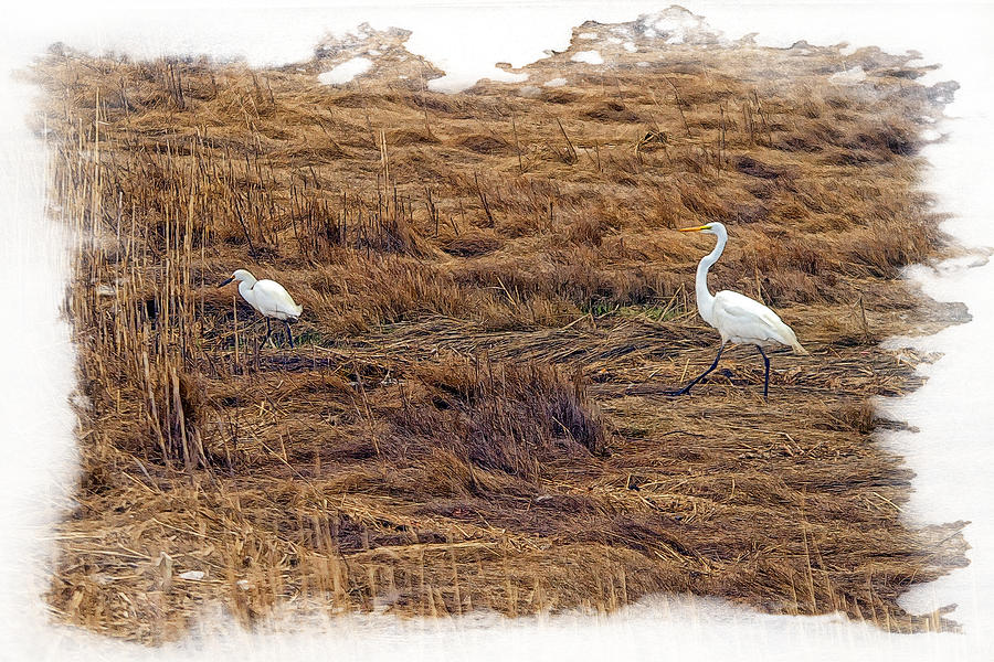 Snowy And Great Egrets Together Photograph by Constantine Gregory