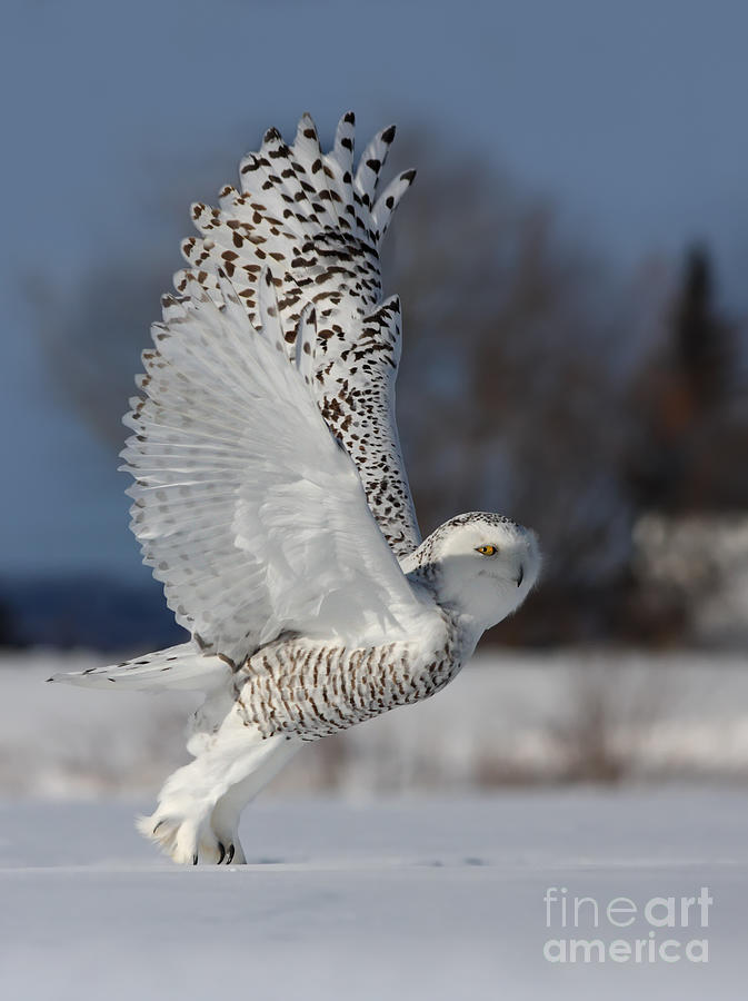 Bird Photograph - Snowy Angel by Mircea Costina Photography