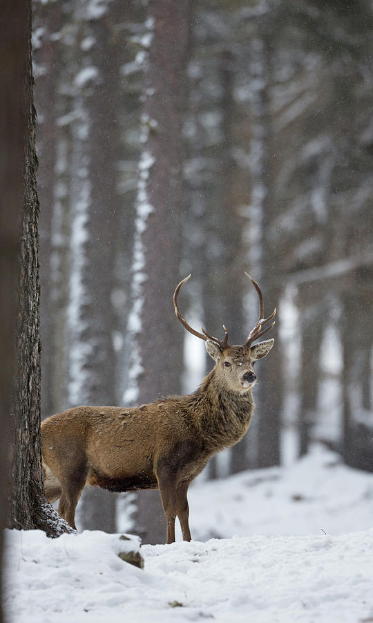 Snowy Antlers Photograph by Pete Walkden