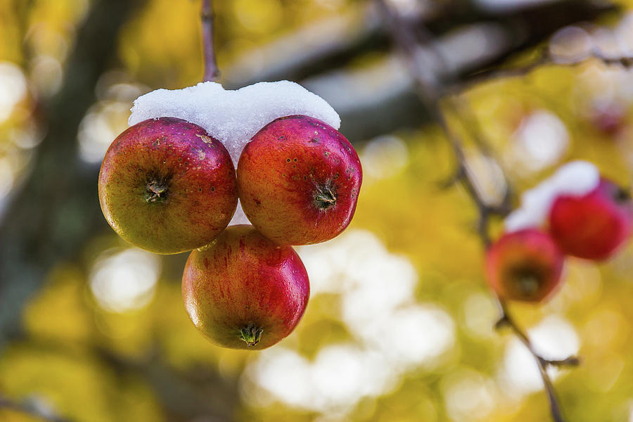 Snowy Apples Photograph by Tim Kirchoff