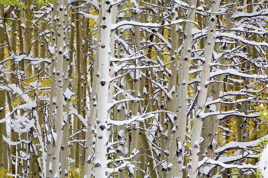 Snowy Aspens Photograph by Eggers Photography