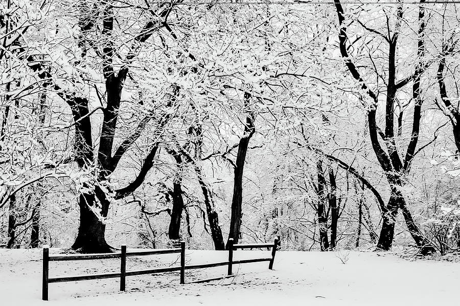 Snowy Backyard 1 Photograph by Michael Hills