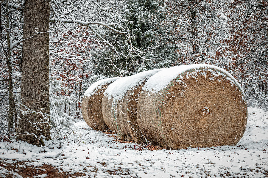 Snowy Bales Photograph by Doug Long