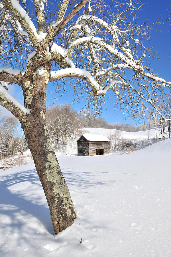 Snowy Barn Framed by Tree Photograph by Alan Lenk