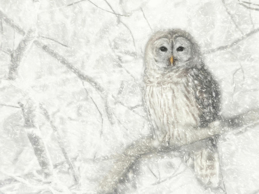 Owl Mixed Media - Snowy Barred Owl by Lori Deiter