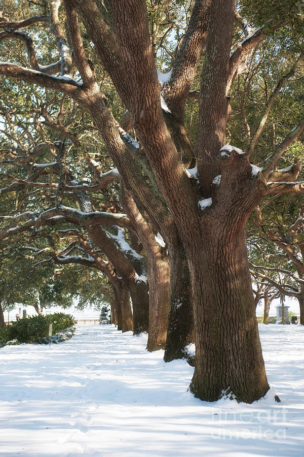 Snowy Battery And Whitepoint Garden Photograph