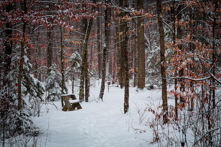 Snowy bench Photograph by David Heilman