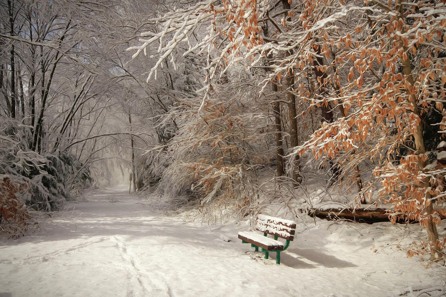 Snowy Bench Photograph by Lori Deiter