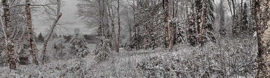 Snowy Birch Point Panoramic Photograph by Dale Kauzlaric