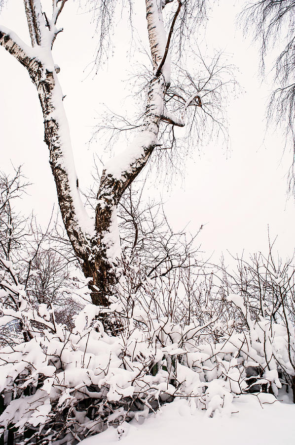 Snowy Birch Tree. Russia Photograph by Jenny Rainbow