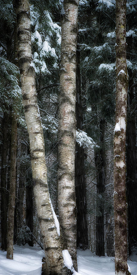 Snowy Birches Photograph by Darylann Leonard Photography