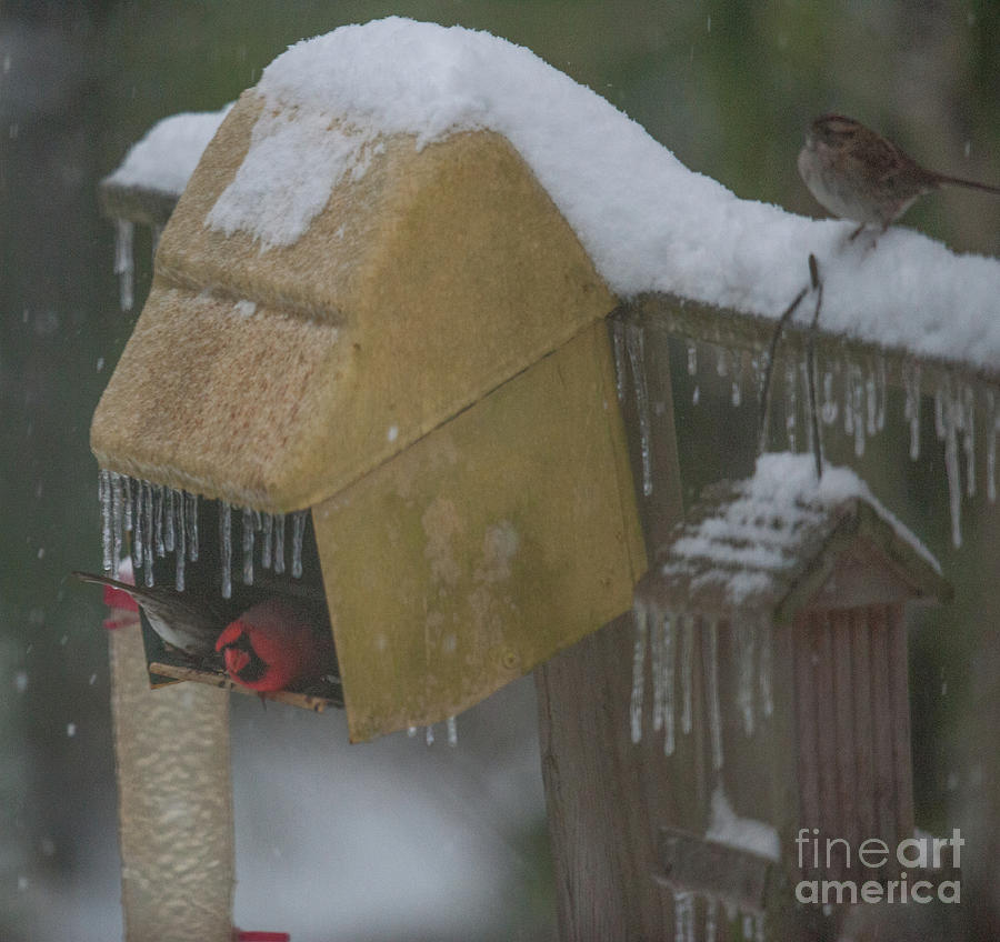 Snowy Bird Feeder Photograph