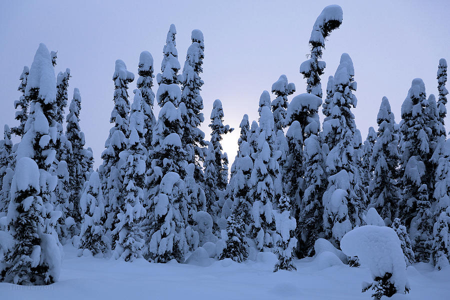 Snowy Black Spruce Photograph by Tim Newton