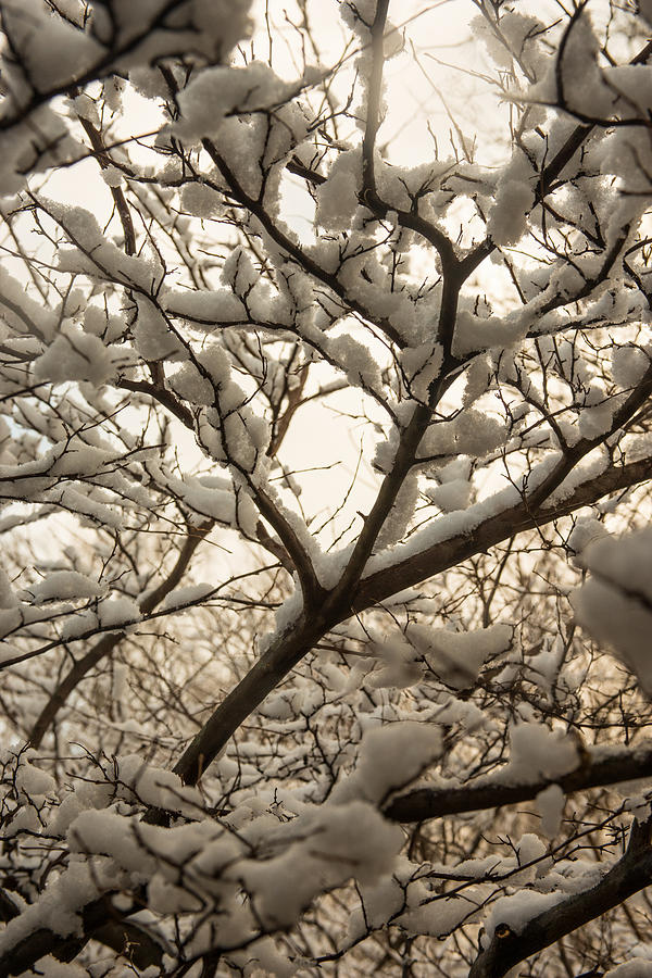 Snowy Blanket Photograph by Dana Sohr