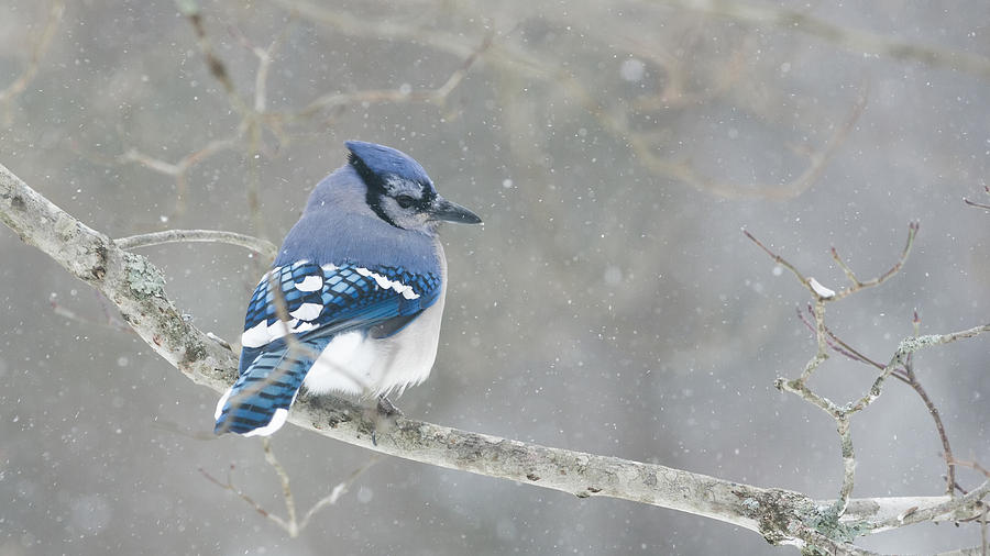 Snowy Blue Jay Photograph by Lori Coleman