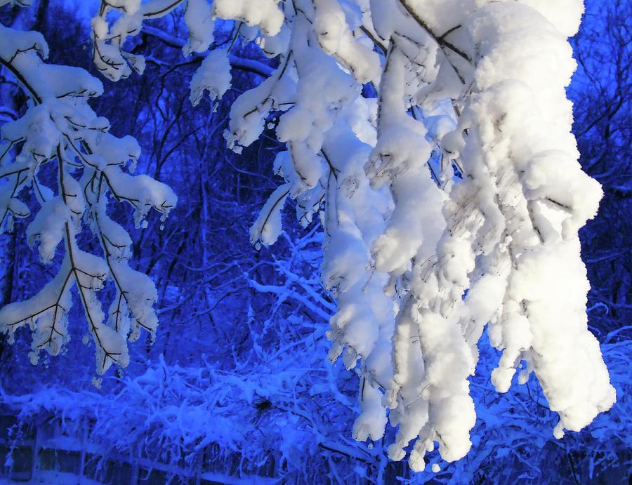 Snowy Blue Morning Photograph by Susan Lafleur