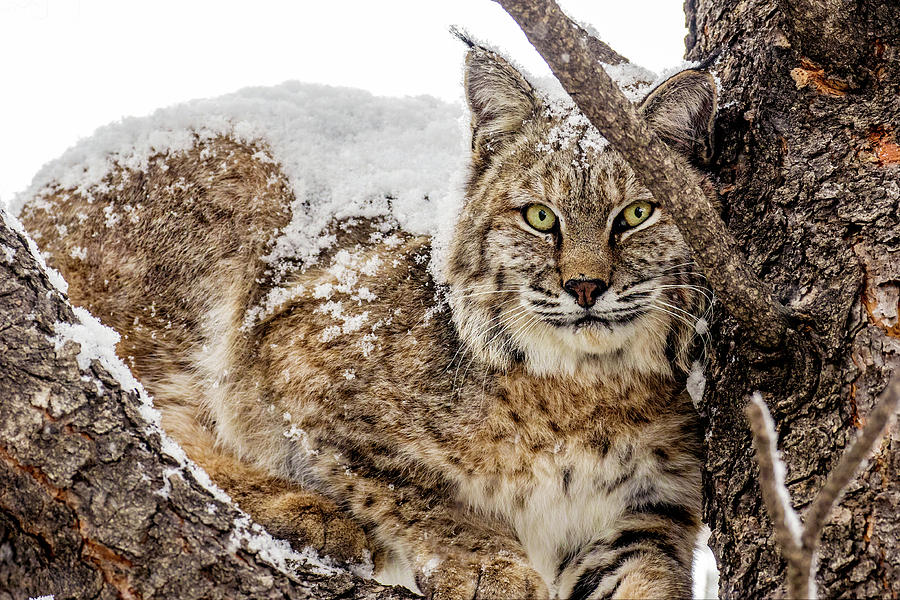 Snowy Bobcat Photograph by Dawn Key