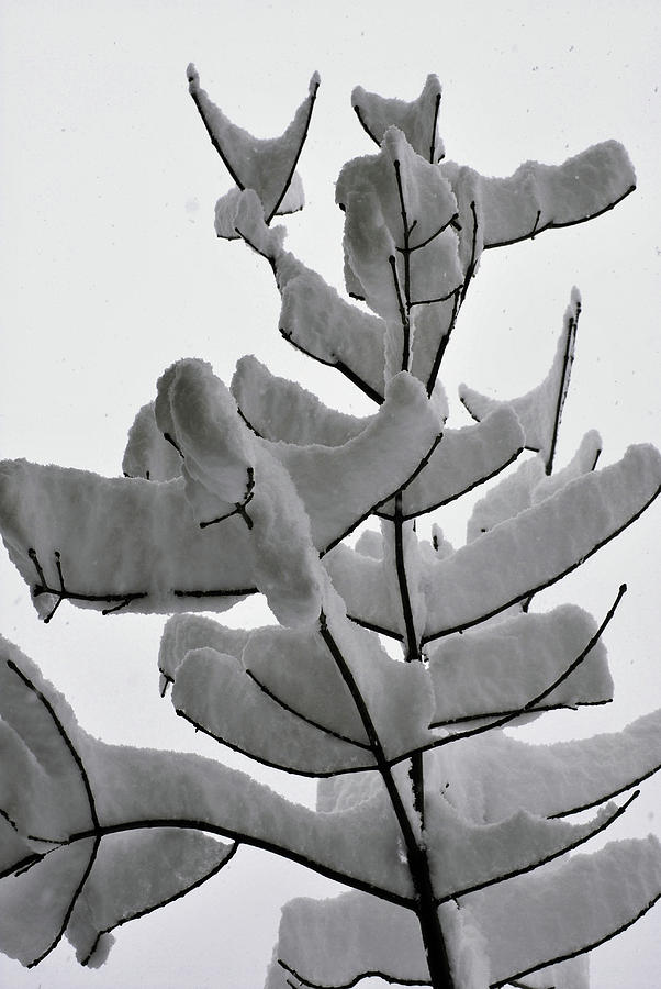 Snowy Branch Photograph by Dorota Nowak