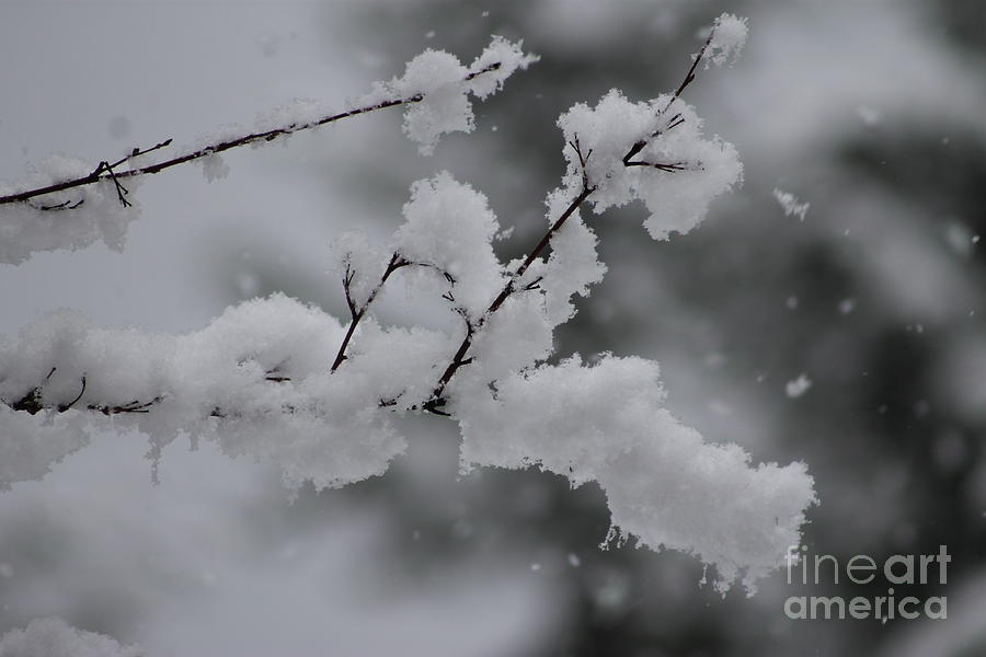 Snowy Branch Photograph by Leone Lund
