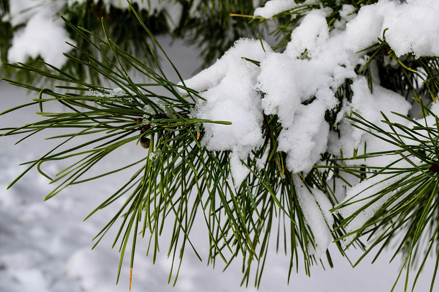 Snowy Branch Photograph by Nicole Lloyd