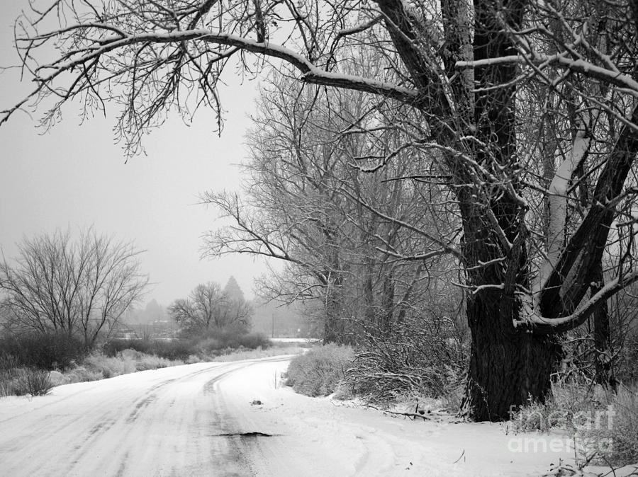 Snowy Branch over Country Road - Black and White Photograph by Carol Groenen