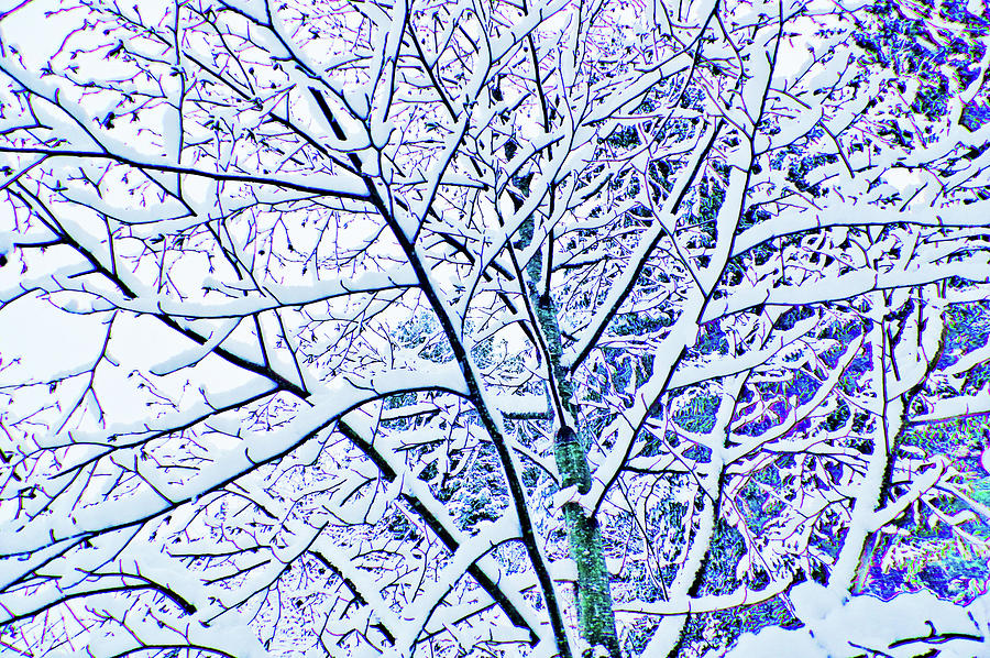 Snowy Branches Photograph by Adria Trail