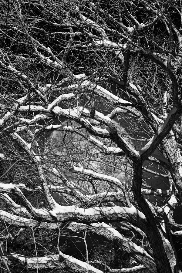 Winter Digital Art - Snowy Branches Against a Full Moon by John Haldane