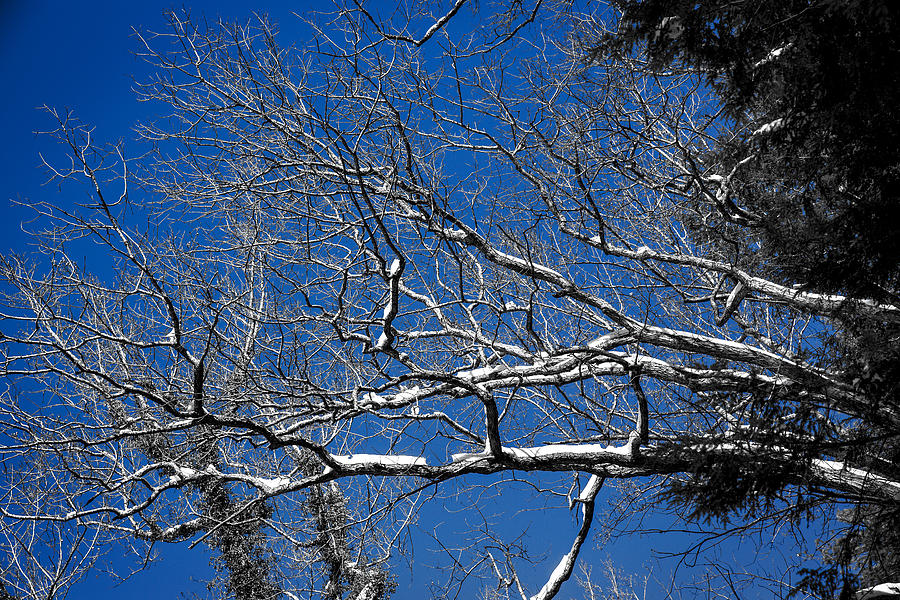 Snowy Branches Against a Naked Sky Digital Art by John Haldane