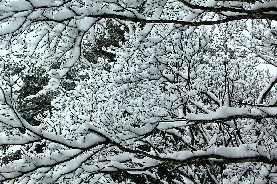 Snowy Branches Photograph by Allen Nice-Webb